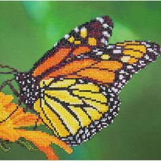 a close up of a butterfly on a green background