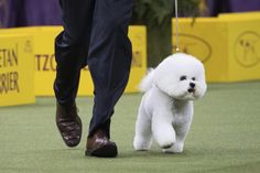 a small white dog being walked on a leash by a man in black pants and brown shoes