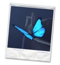 a blue butterfly is flying in the air