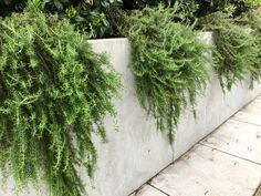 some green plants are growing on the side of a concrete wall in front of bushes