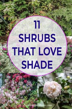 Shade Loving Shrubs: The Best Bushes To Plant Under Trees