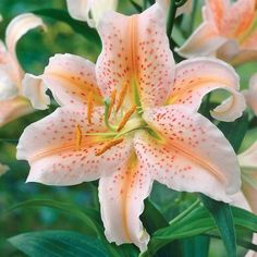 an orange and white flower with green leaves