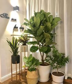 three potted plants are sitting on a table