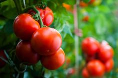 tomatoes growing on the vine in an outdoor garden