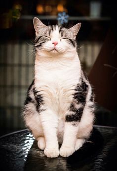 a black and white cat sitting on top of a shiny table with its eyes closed