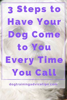 3 steps to have your dog Positive Dog Training, Basic Dog Training, Dog Games