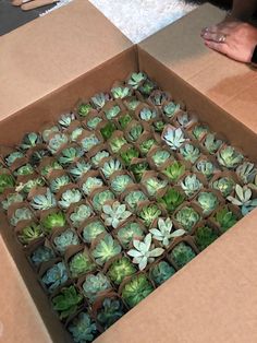 an open box filled with lots of succulents on top of a table