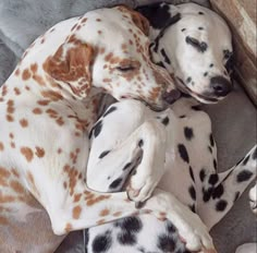 two dalmatian puppies are curled up together