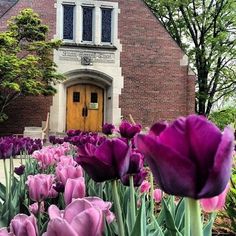 purple tulips in front of an old church