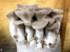 a bunch of mushrooms sitting on top of a white bucket next to a yellow wall