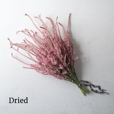 dried pink flowers on white background with the word dried written below it in black ink