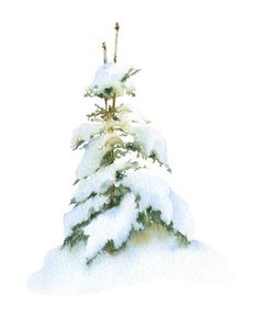 a pine tree covered in snow on a white background