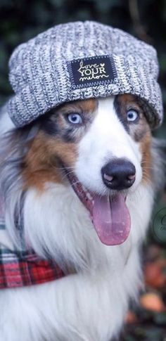 a dog is wearing a hat and scarf