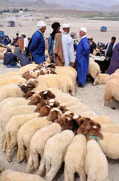 a herd of sheep standing on top of a dirt field next to people and trucks