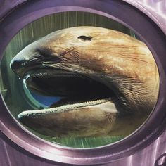 an elephant's mouth is seen through the window of a washing machine