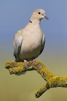 a bird sitting on top of a moss covered branch