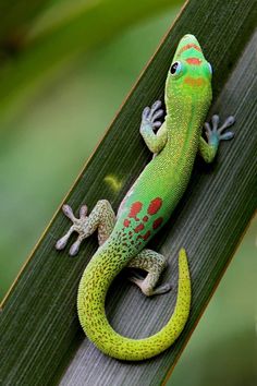 a green and red lizard sitting on top of a leaf