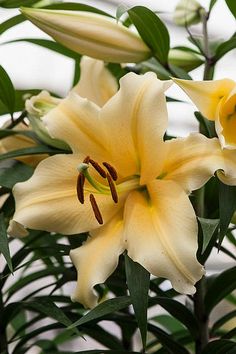 two yellow flowers with green leaves in the background