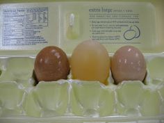 three eggs are in an egg carton