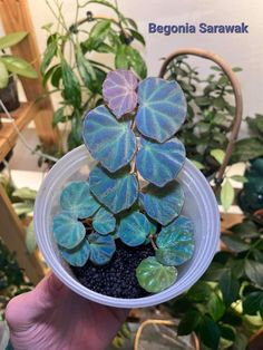 a person holding up a plastic container filled with green and purple leaves in front of some potted plants