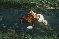 two dogs are playing in the water together