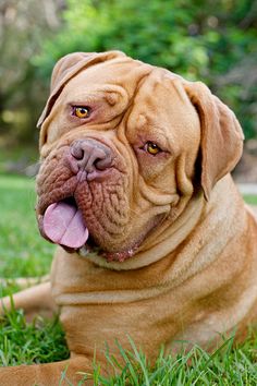 a large brown dog laying in the grass