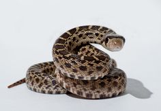 a snake is curled up and ready to strike at the camera with its mouth open