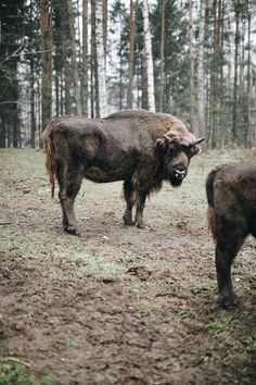 two bison standing in the middle of a forest