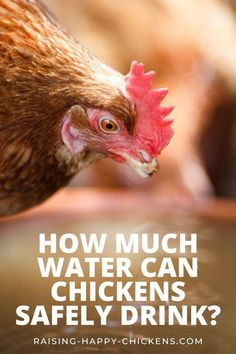 a close up of a chicken with the words how much water can chickens safely drink?