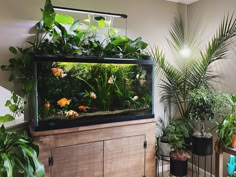 a fish tank filled with lots of green plants