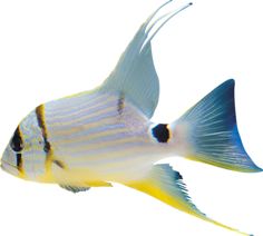 a white and yellow fish swimming in the water