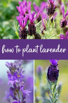 purple flowers with the words how to plant lavender