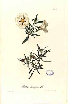 an illustration of flowers and leaves on a white background