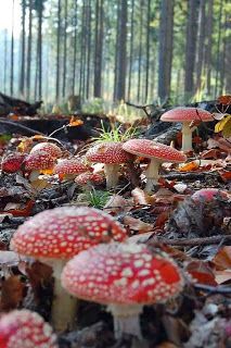 small red mushrooms growing in the forest