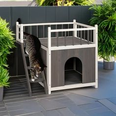 a cat climbing up the side of a dog house