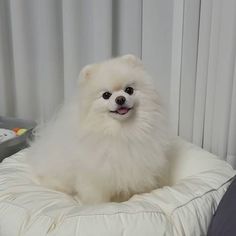 a small white dog sitting on top of a bed next to a remote control system