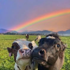 two cows standing next to each other in a field with a rainbow in the background