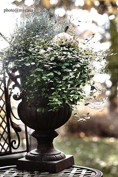 a potted plant sitting on top of a table next to an iron grill grate