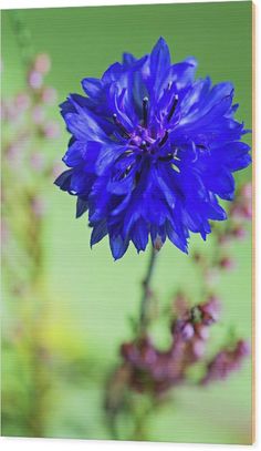 a blue flower with green background wood print