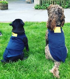 two dogs sitting in the grass wearing jackets