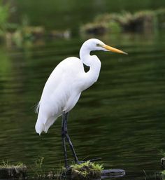 a white egret is standing in the water