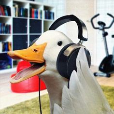 a duck with headphones on it's ears is standing in front of a bookshelf