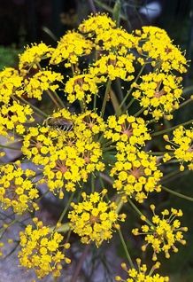 yellow flowers are blooming in the garden