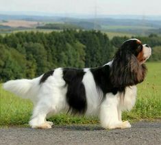 a black and white dog standing on the side of a road