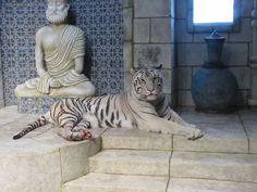 a white tiger laying on some steps next to a buddha statue