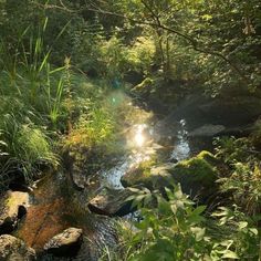 the sun shines brightly through the trees and water in this forest stream that is surrounded by lush vegetation