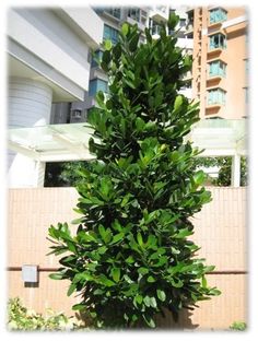 a tall green tree in front of a building