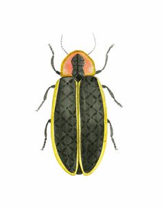 a drawing of a beetle with orange eyes