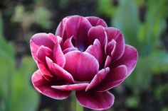 a pink flower with green leaves in the background