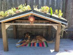 a dog laying under a small wooden shelter